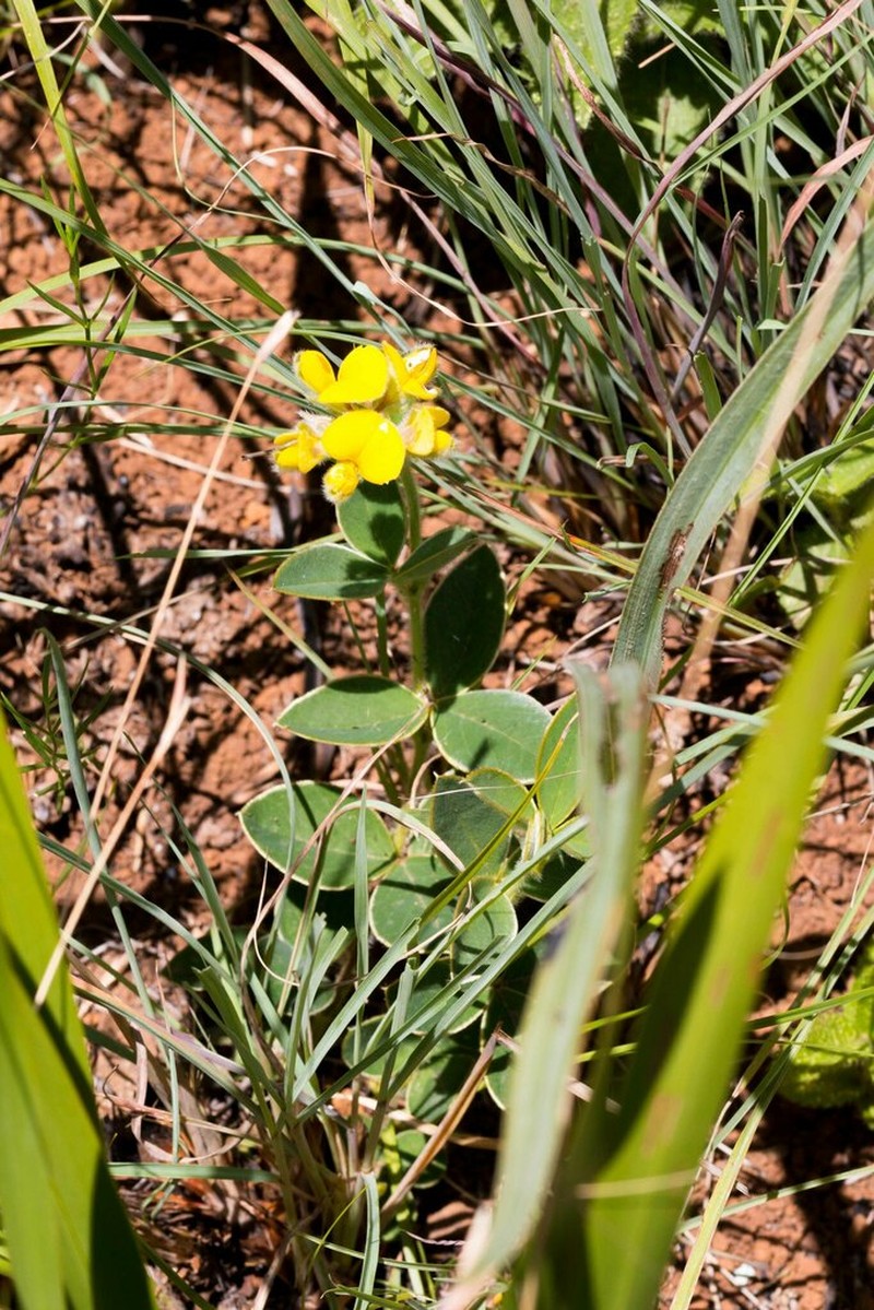 Argyrolobium marginatum photo 4