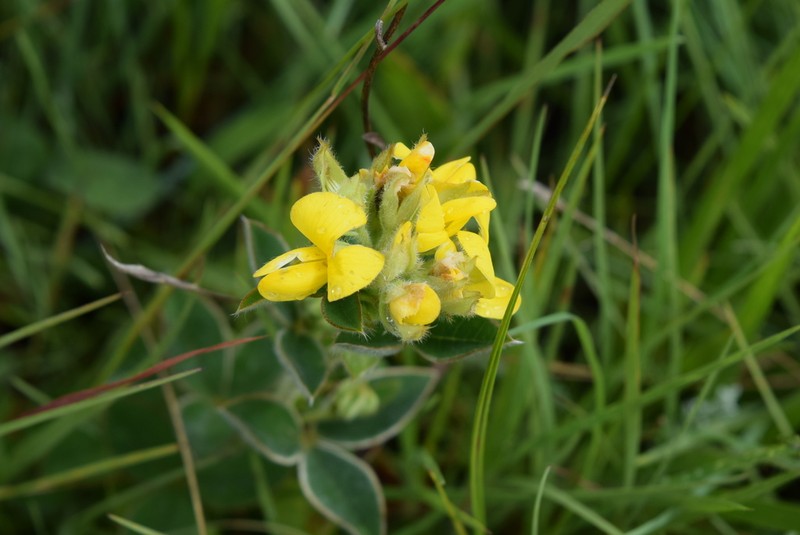 Argyrolobium marginatum photo 5