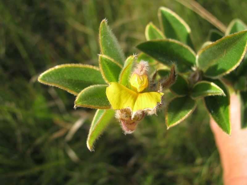 Argyrolobium marginatum photo 6