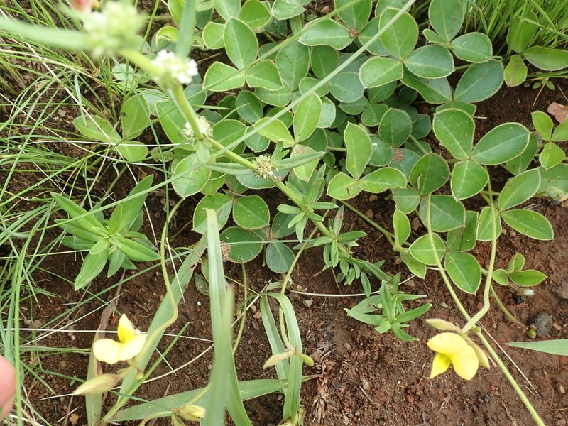 Argyrolobium marginatum photo 7