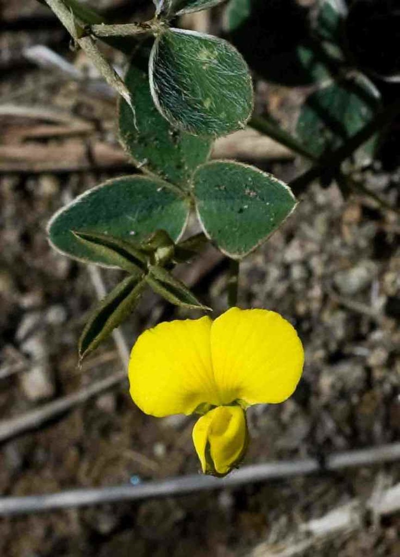 Argyrolobium marginatum photo 8