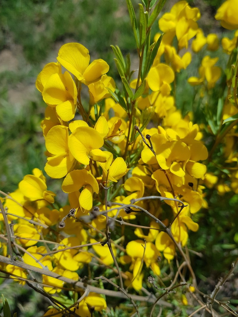 Argyrolobium megarhizum