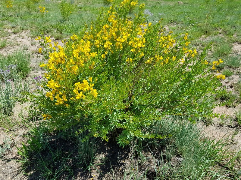 Argyrolobium megarhizum photo 3
