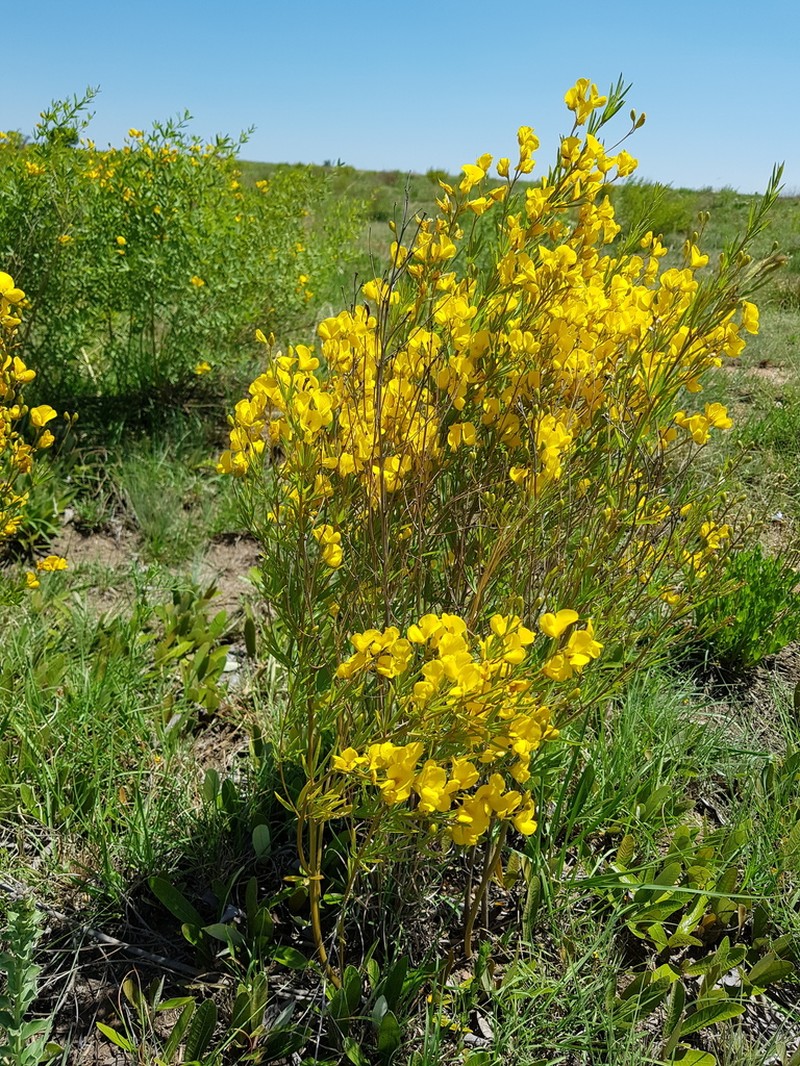 Argyrolobium megarhizum photo 4