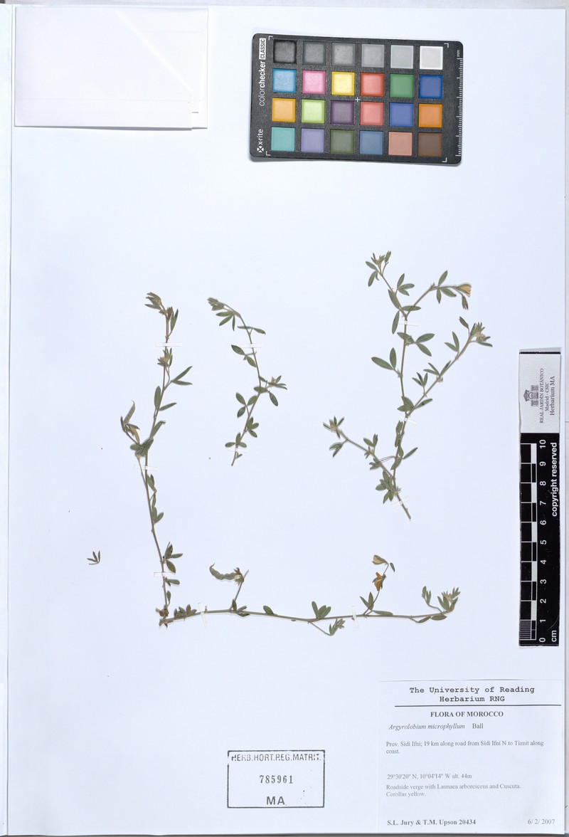 Argyrolobium microphyllum
