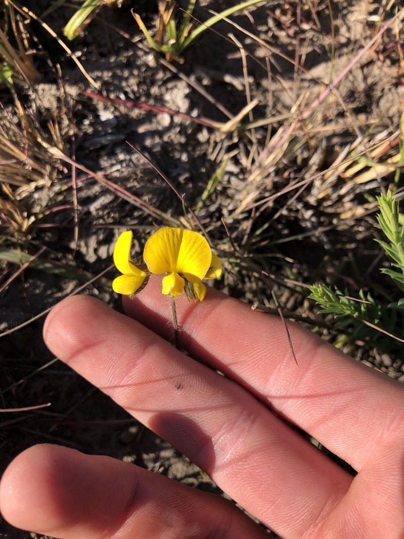 Argyrolobium molle