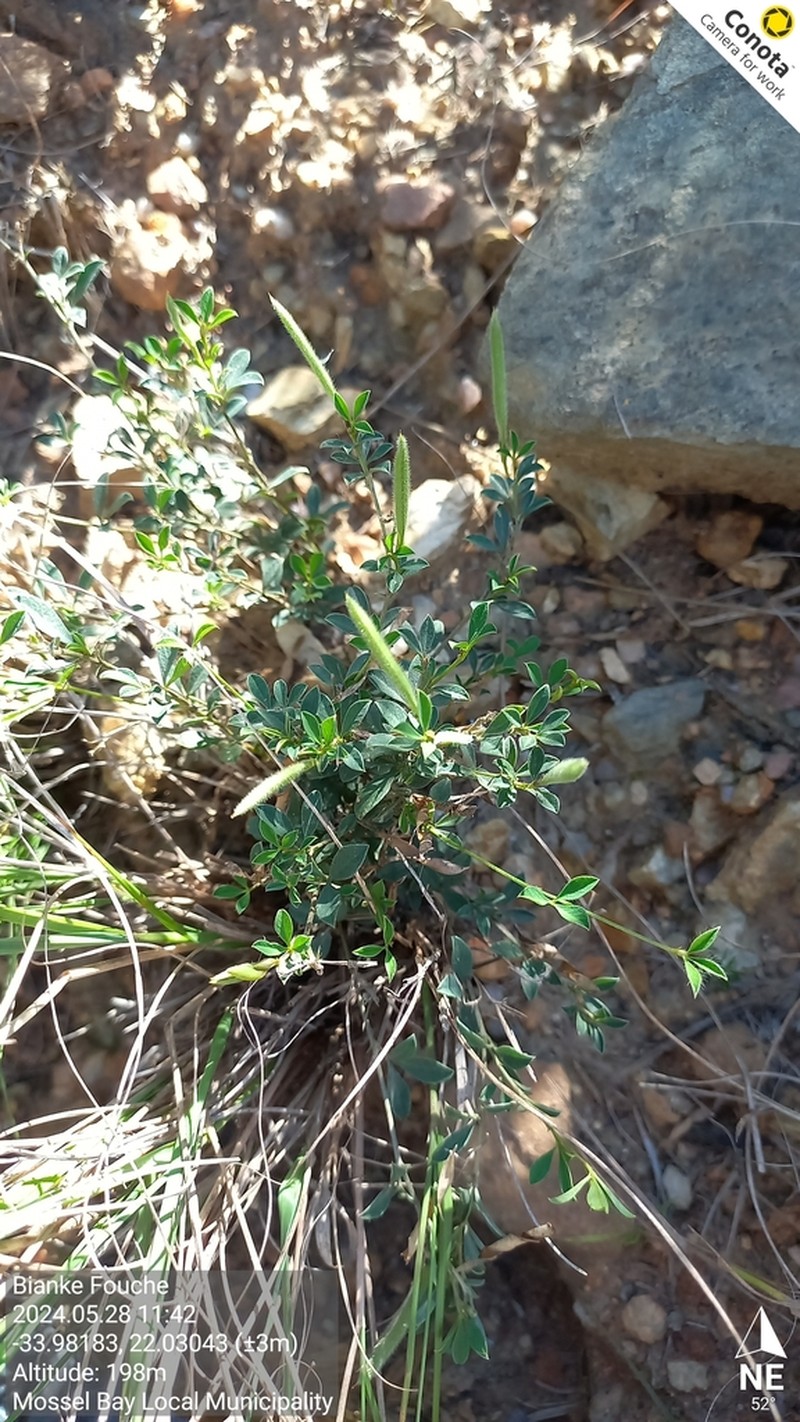 Argyrolobium molle photo 2