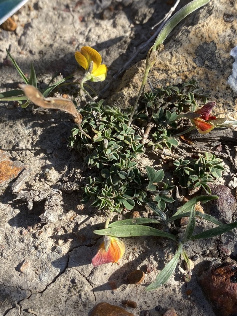 Argyrolobium molle photo 4