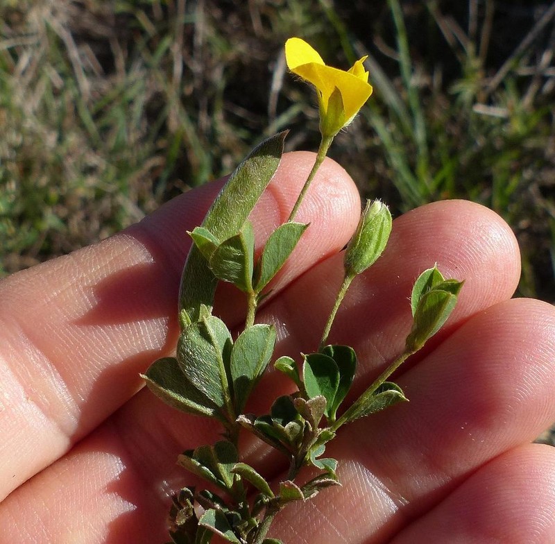 Argyrolobium molle photo 5