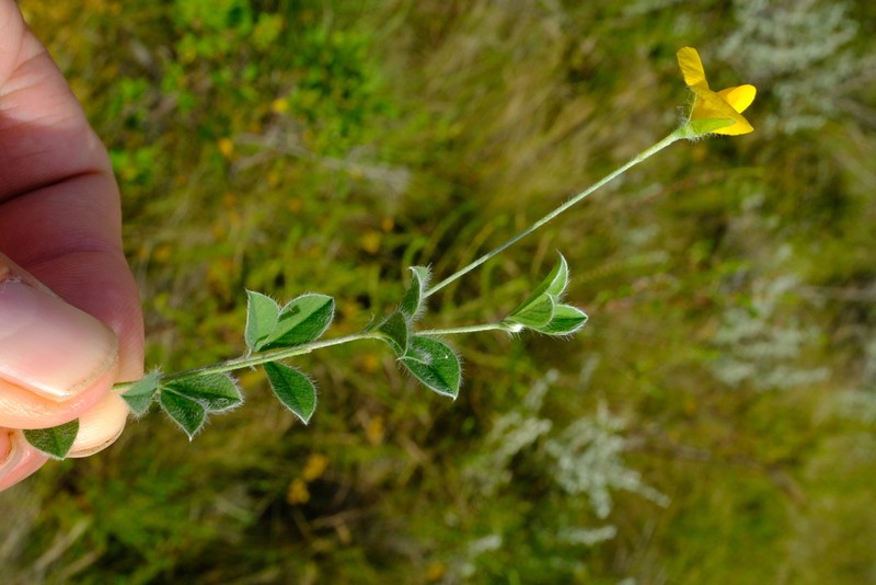 Argyrolobium molle photo 6