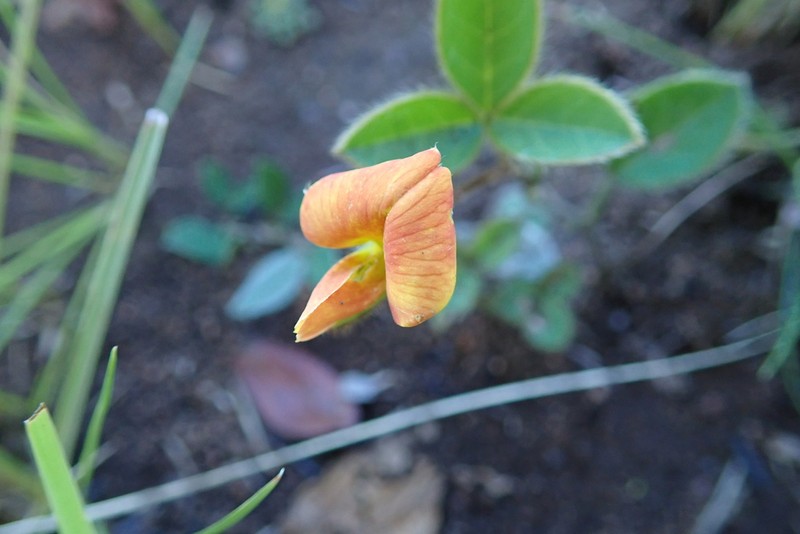 Argyrolobium molle photo 7