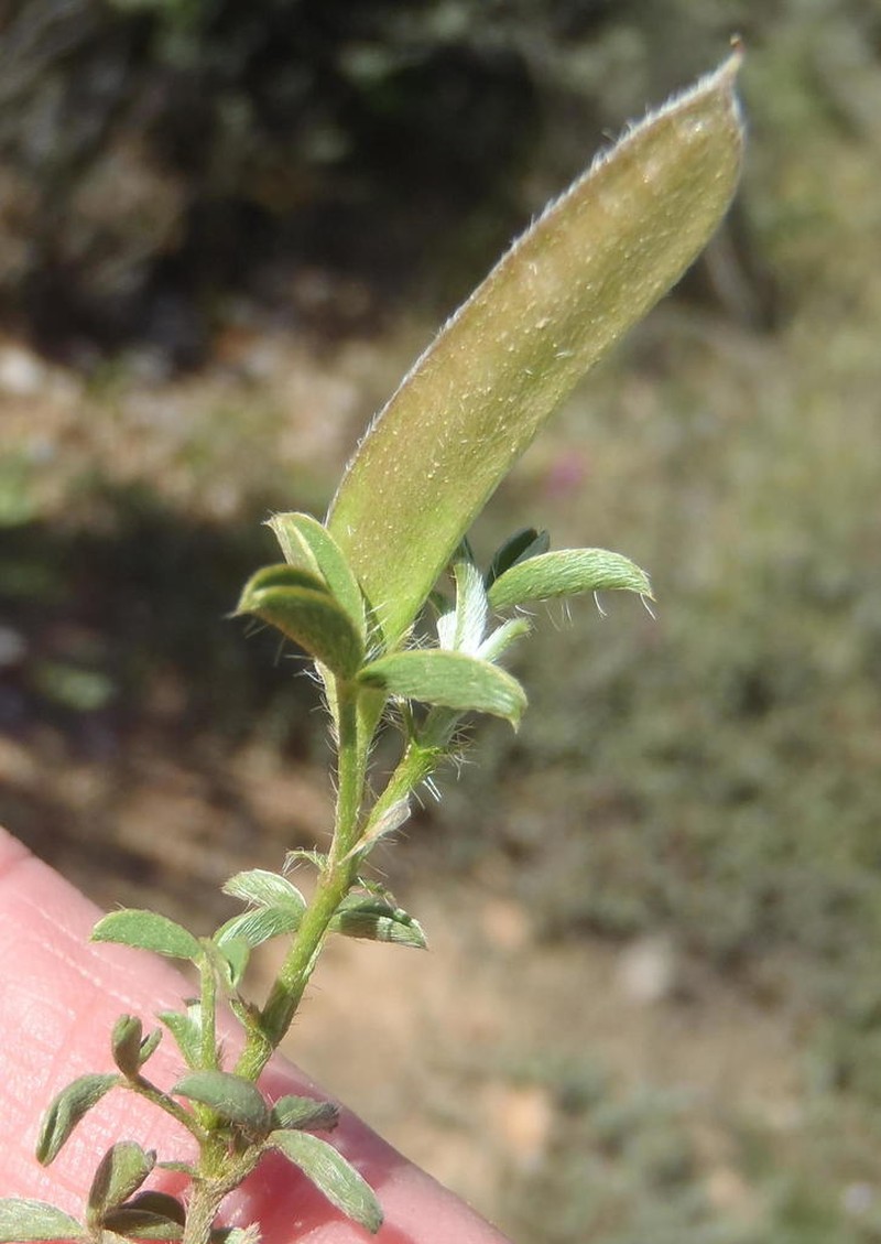 Argyrolobium molle photo 8