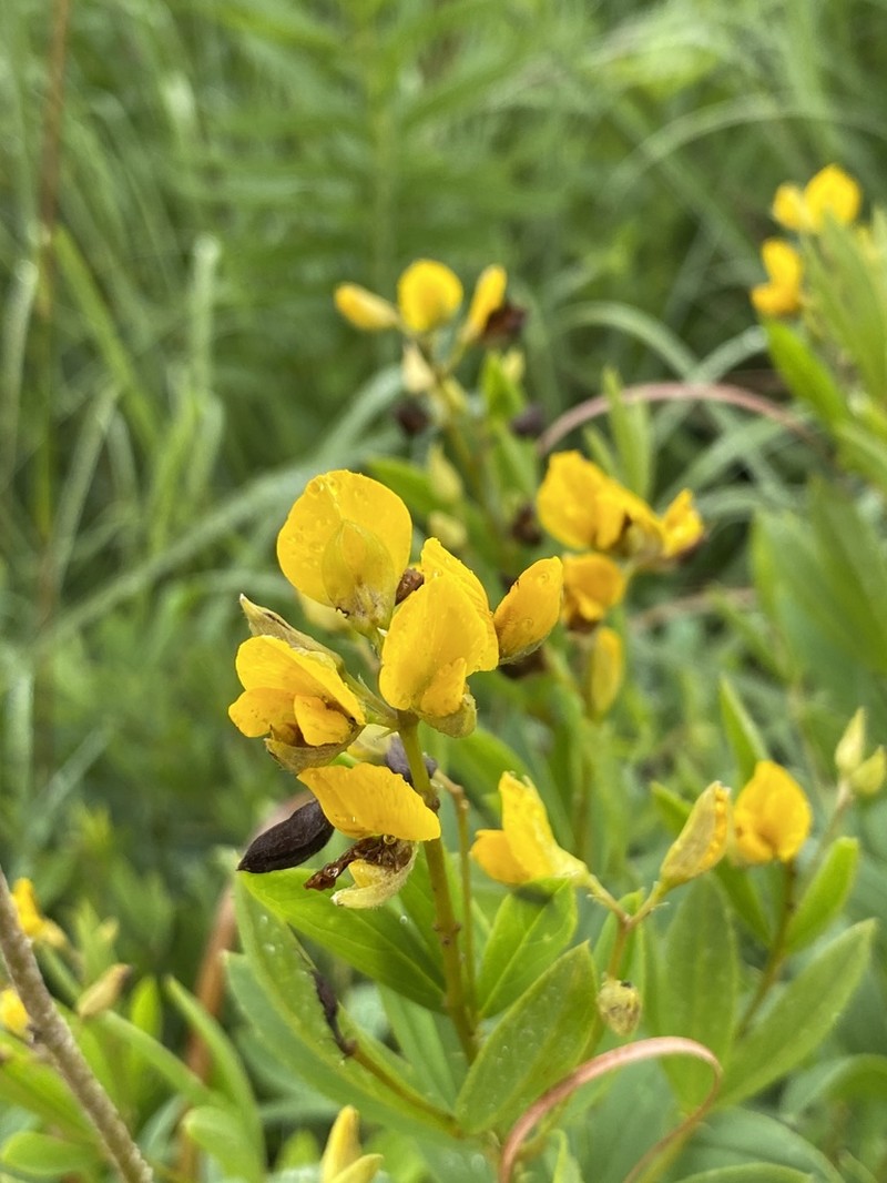 Argyrolobium muddii