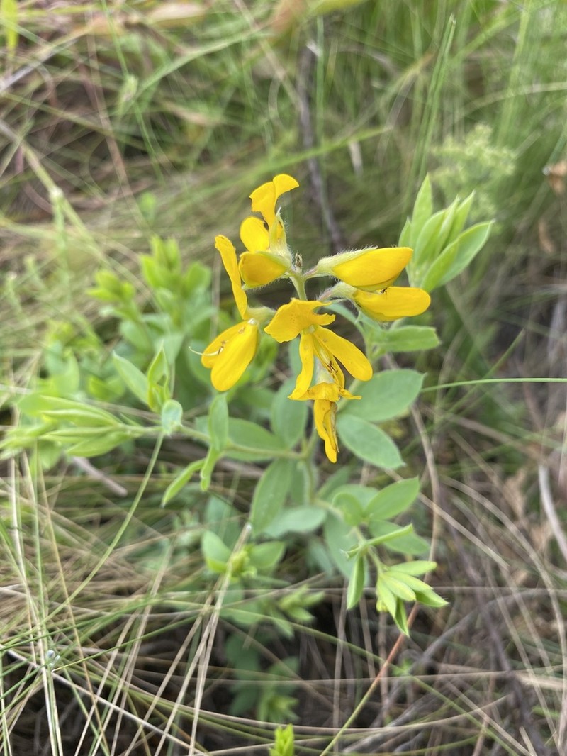 Argyrolobium muddii photo 2