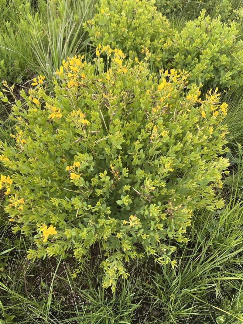 Argyrolobium muddii photo 3