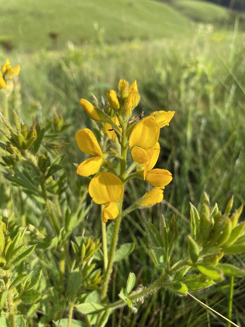 Argyrolobium muddii photo 5