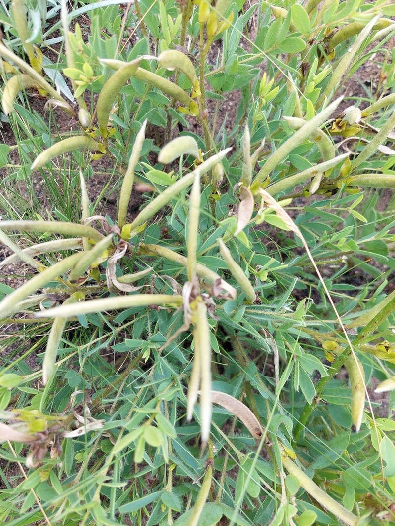 Argyrolobium muddii photo 6