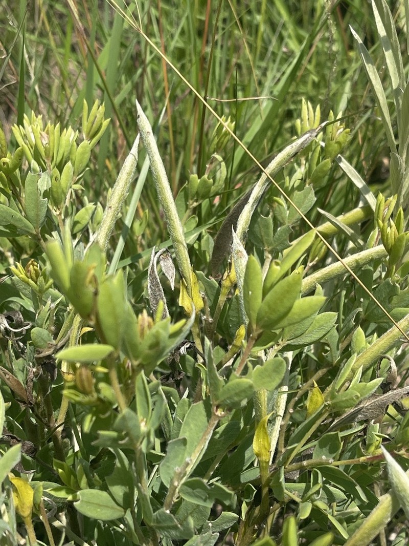 Argyrolobium muddii photo 7