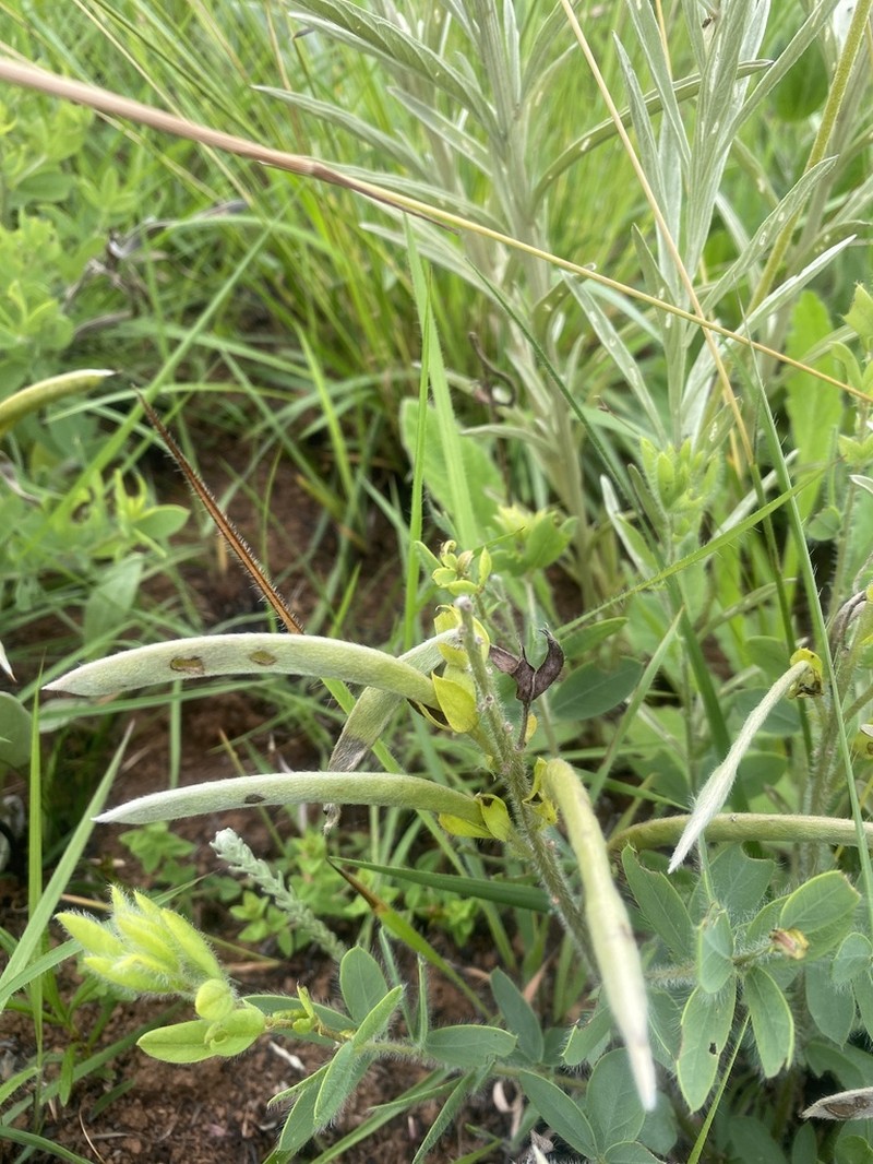 Argyrolobium muddii photo 8