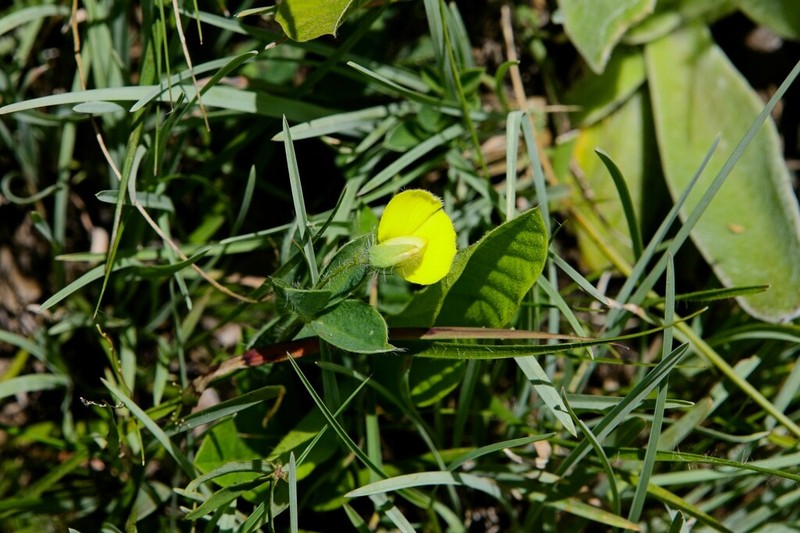 Argyrolobium nigrescens