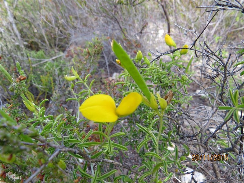 Argyrolobium pachyphyllum photo 2