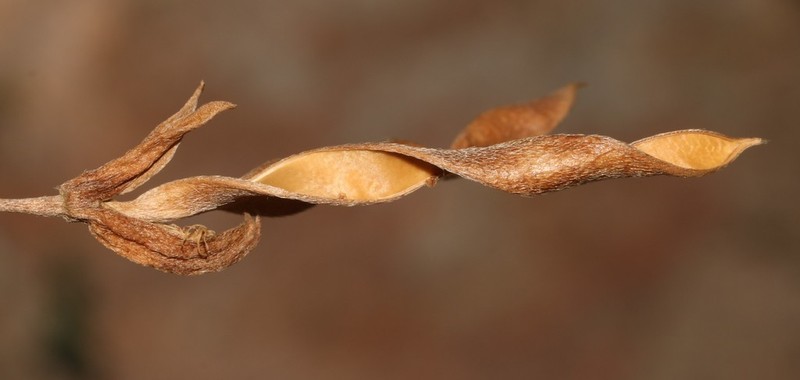 Argyrolobium pachyphyllum photo 3