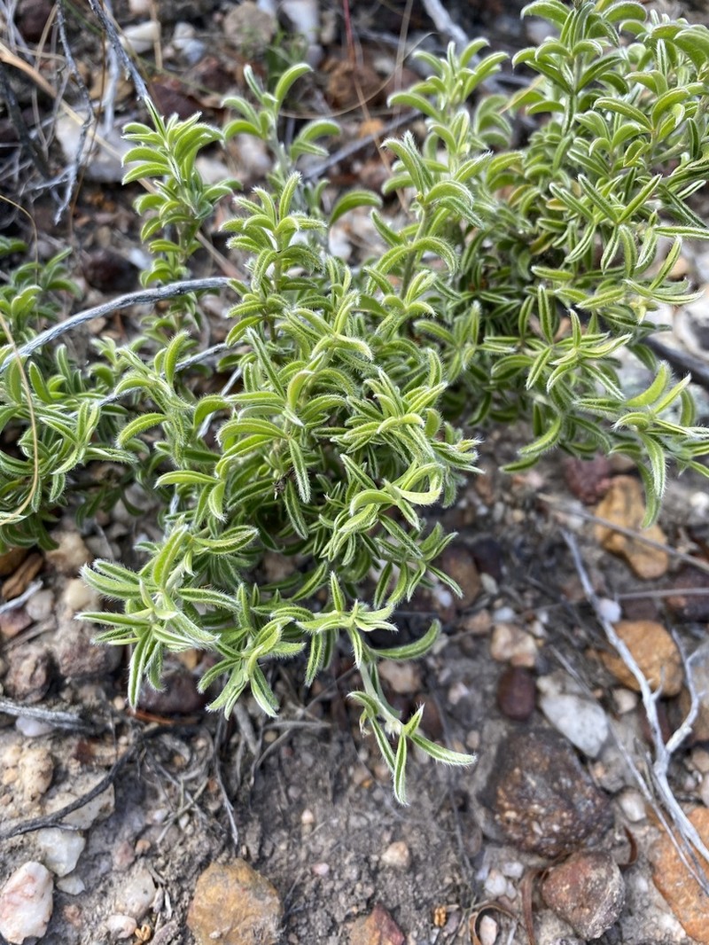 Argyrolobium pachyphyllum photo 4