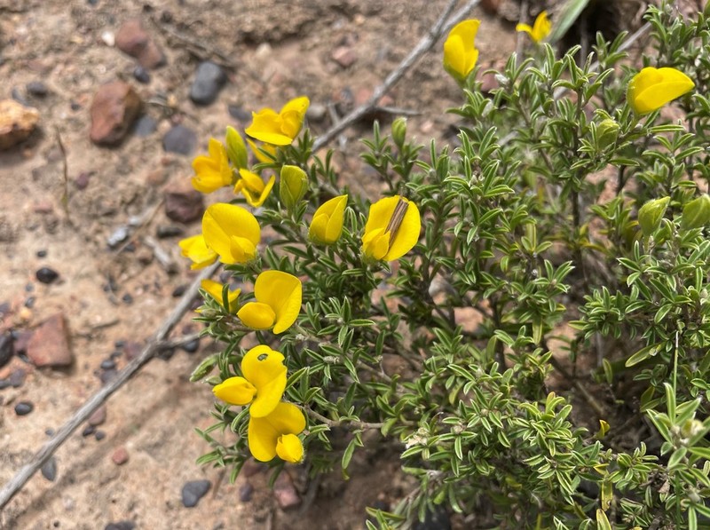Argyrolobium pachyphyllum photo 5