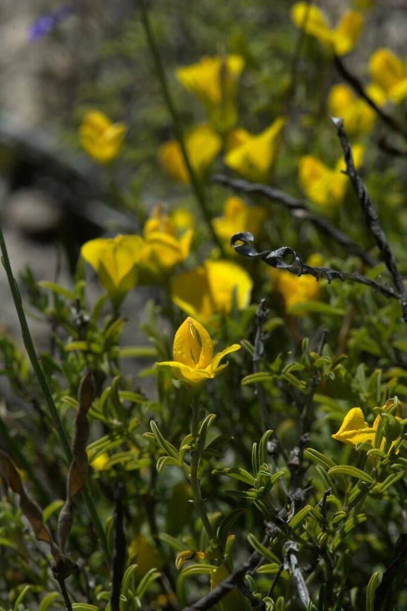 Argyrolobium pachyphyllum photo 6
