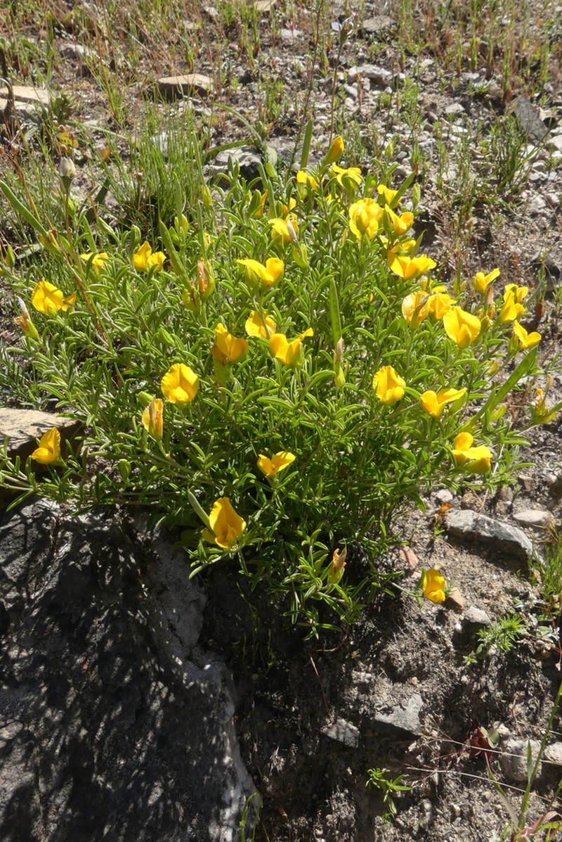 Argyrolobium pachyphyllum photo 7