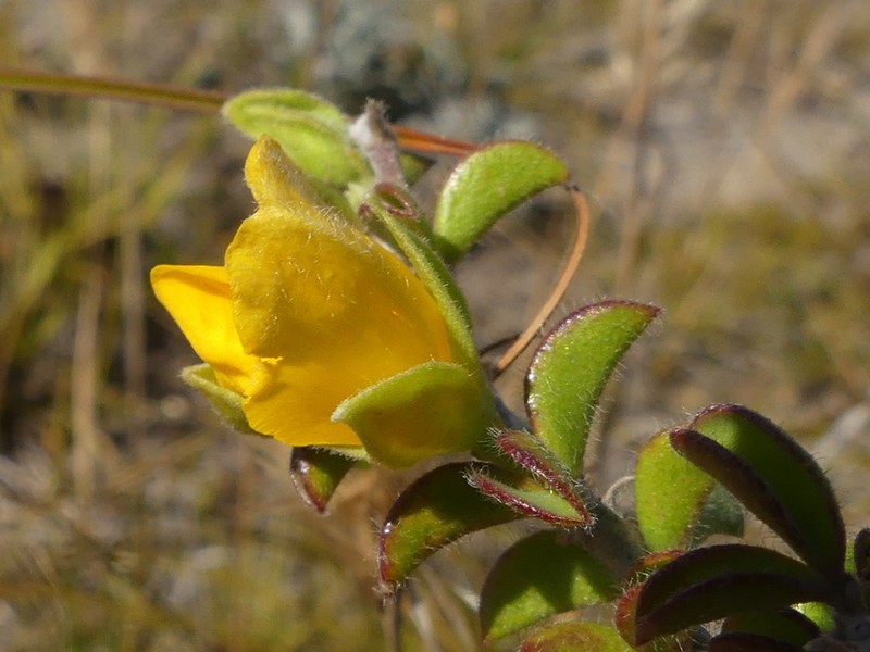 Argyrolobium pachyphyllum photo 8