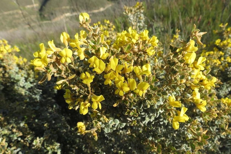 Argyrolobium parviflorum photo 2