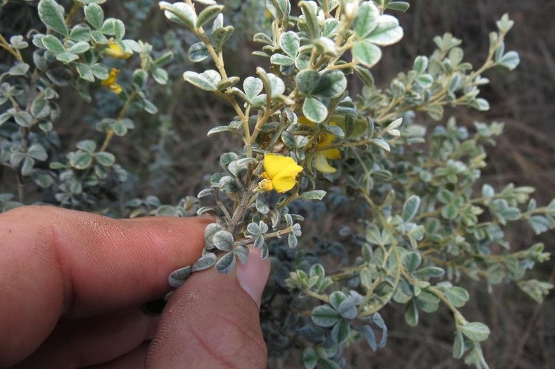 Argyrolobium parviflorum photo 4