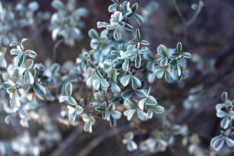 Argyrolobium parviflorum photo 5