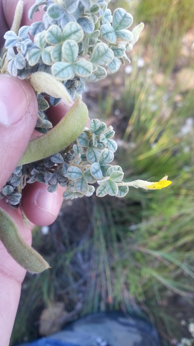 Argyrolobium parviflorum photo 6