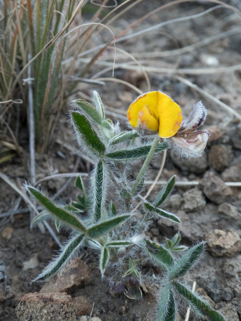Argyrolobium pauciflorum