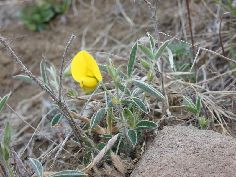 Argyrolobium pauciflorum photo 2
