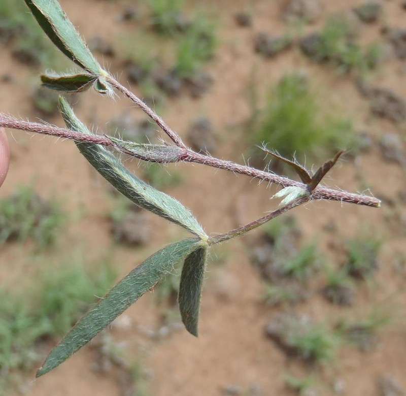 Argyrolobium pauciflorum photo 3