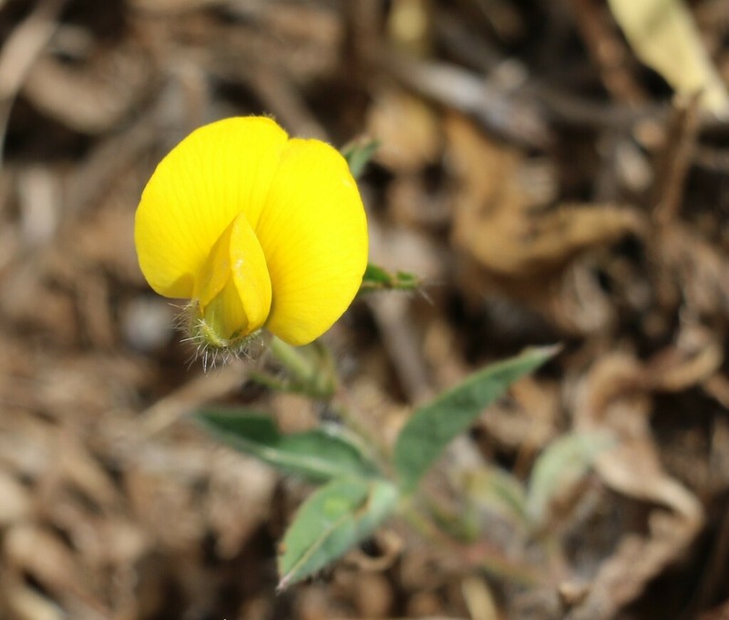 Argyrolobium pauciflorum photo 4
