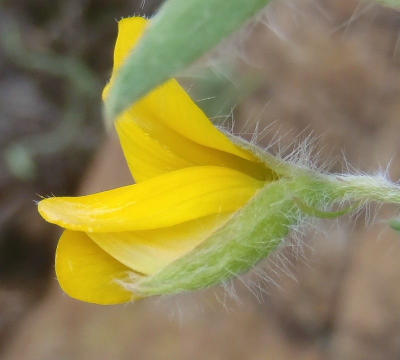 Argyrolobium pauciflorum photo 5