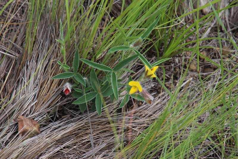 Argyrolobium pauciflorum photo 6