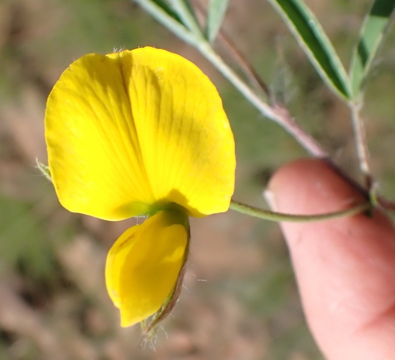 Argyrolobium pauciflorum photo 7