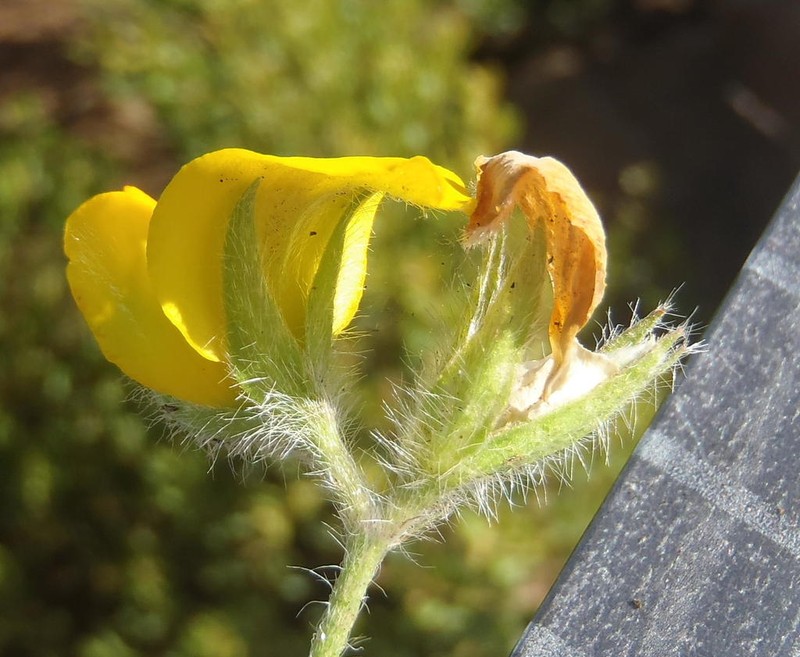 Argyrolobium pauciflorum photo 8