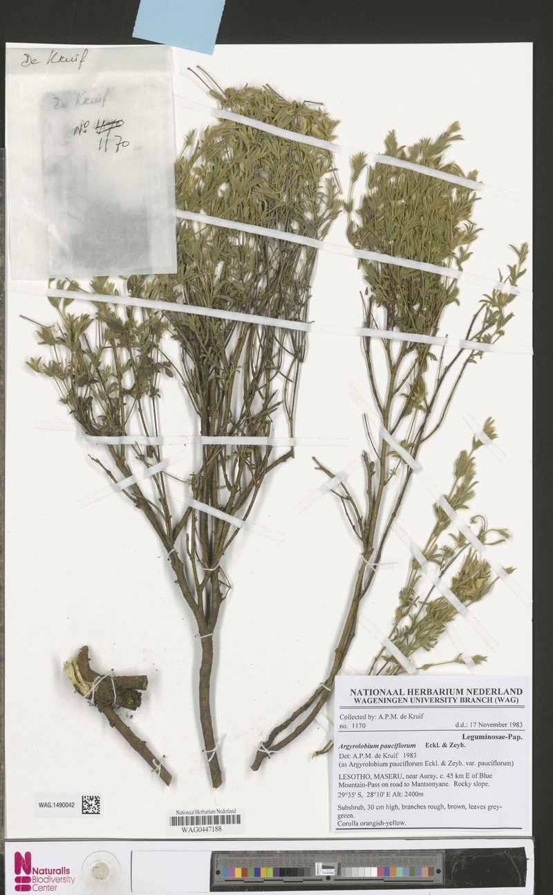 Argyrolobium pauciflorum var. pauciflorum