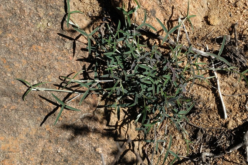 Argyrolobium petiolare