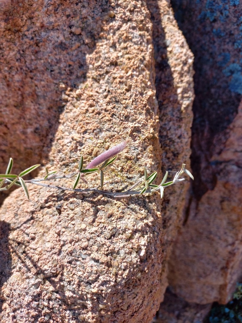 Argyrolobium petiolare photo 2