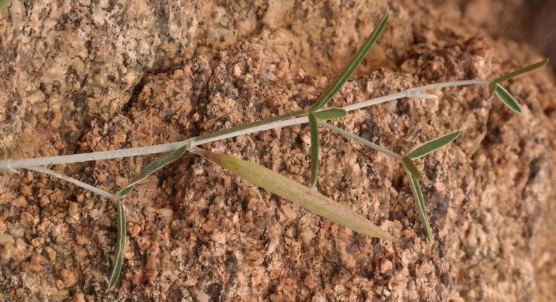 Argyrolobium petiolare photo 3