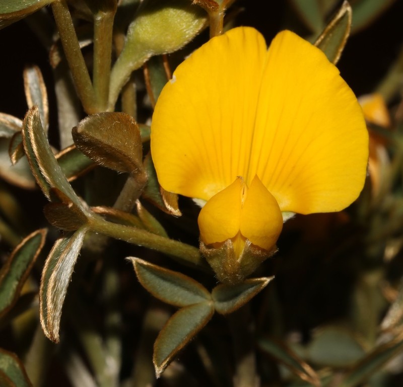 Argyrolobium petiolare photo 4