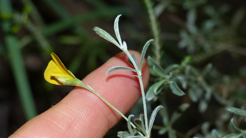 Argyrolobium polyphyllum