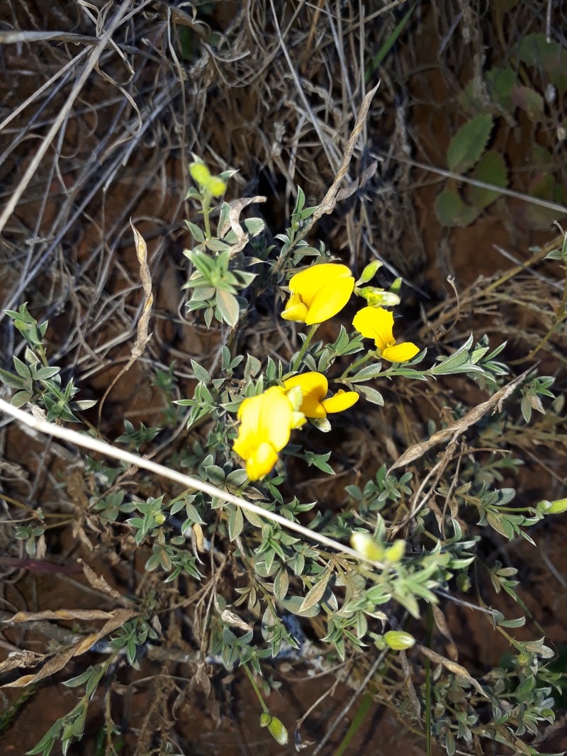 Argyrolobium polyphyllum photo 4